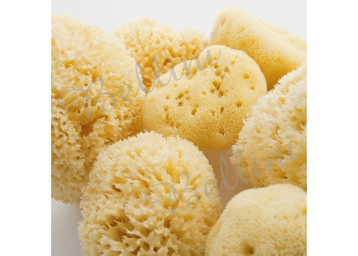 Honeycomb Sea Sponge Large