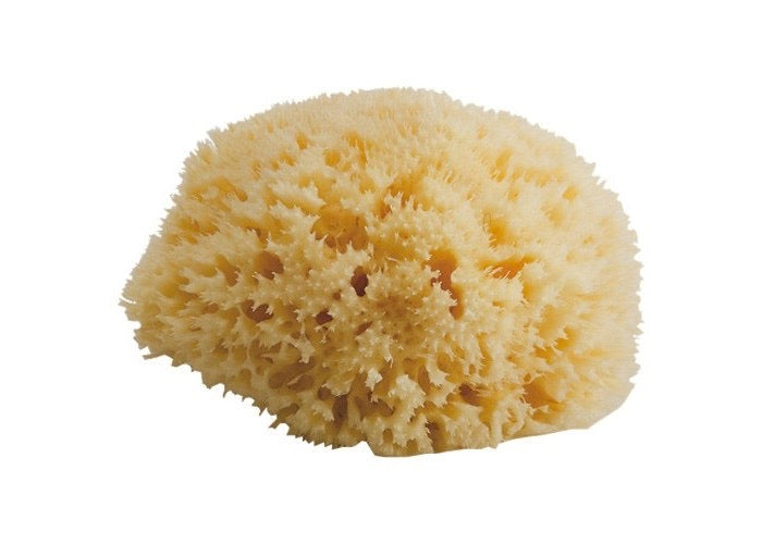 Honeycomb Sea Sponge Large