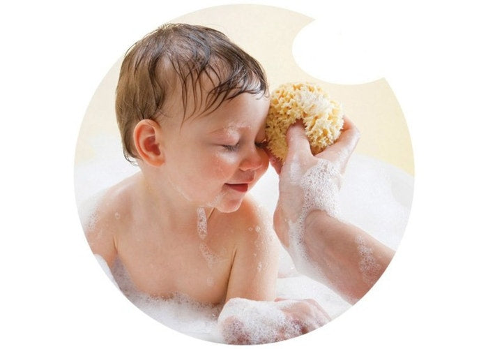 Honeycomb Sea Sponge Large